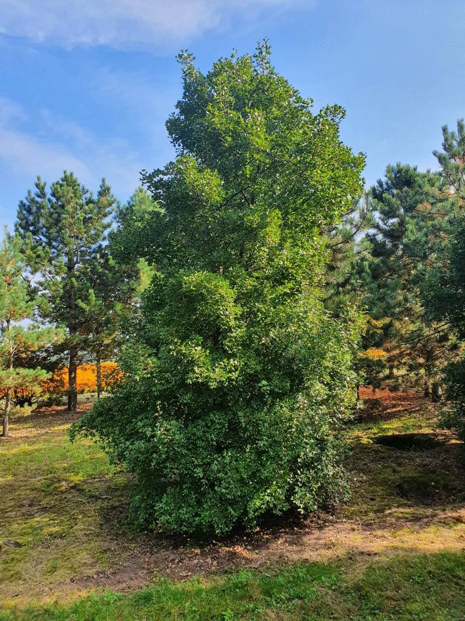 Acer monspessulanum 550-600 cm